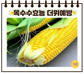 옥수수 효능과 옥수수 삶는 방법 전자렌지 초당옥수수 찰옥수수 차이 비교 자료_22