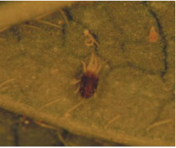 출처(산림청) - 벚나무응애