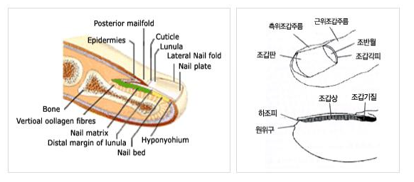 손발톱질환