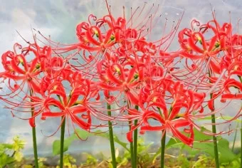 꽃무릇과 상사화 차이 요약 정리를 한눈에_12