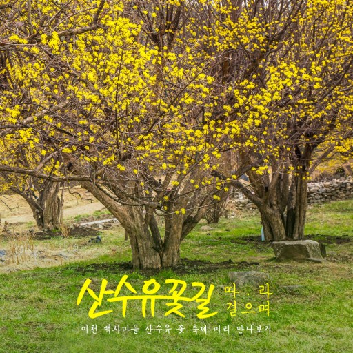 이천 백사마을 산수유 축제