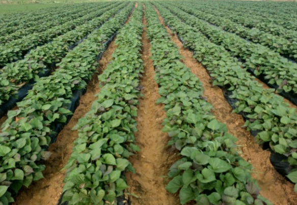 고구마 재배방법