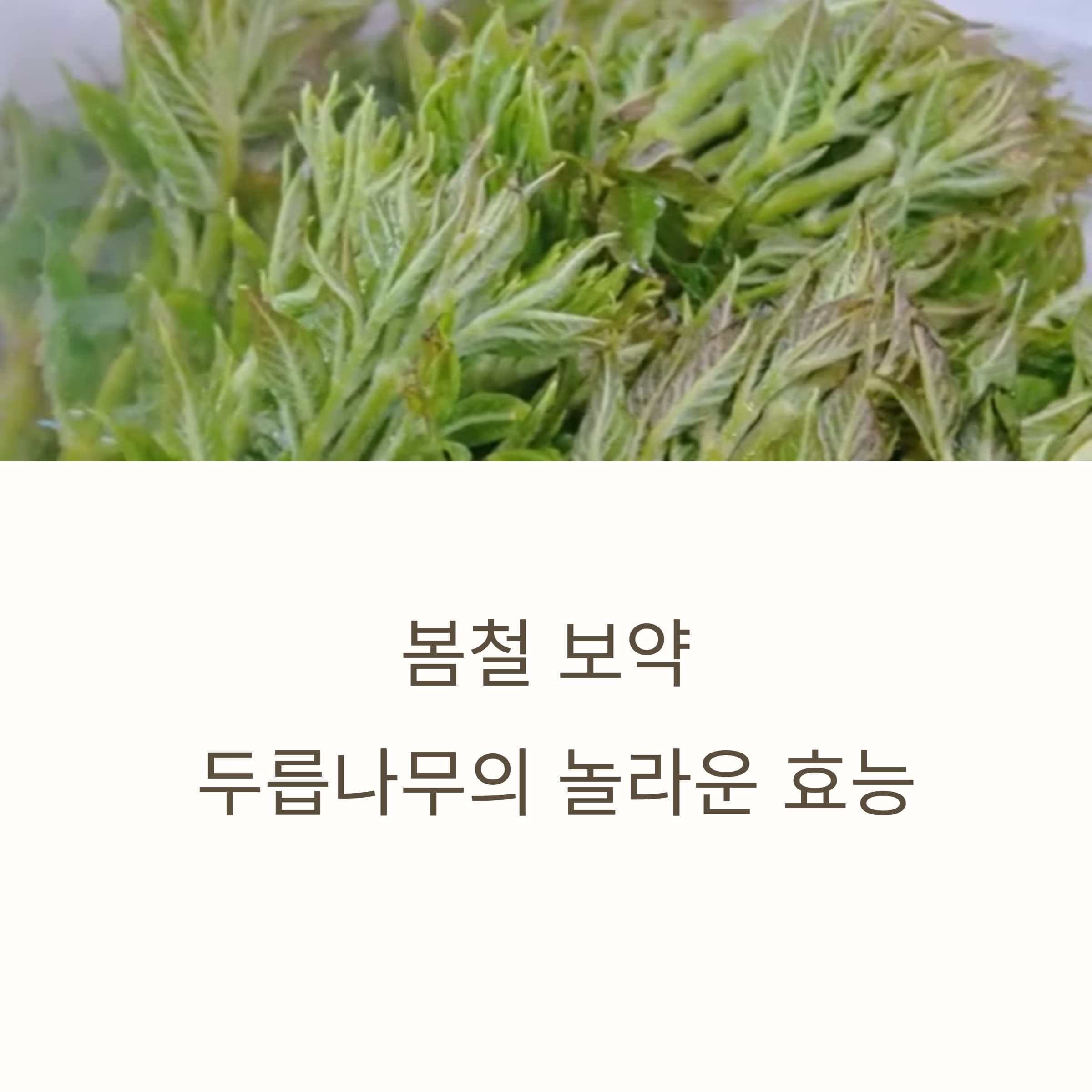 두릅나무-효능