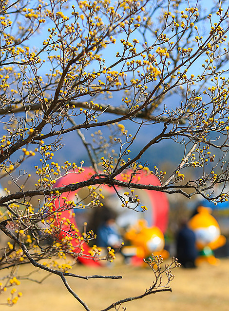 구례 산수유축제 기간, 실시간, 추천 코스, 주차장, 행사장 음식 정보