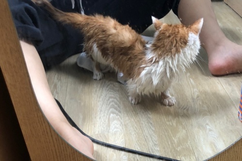 고양이목욕주기