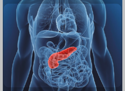 췌장에 좋은 음식