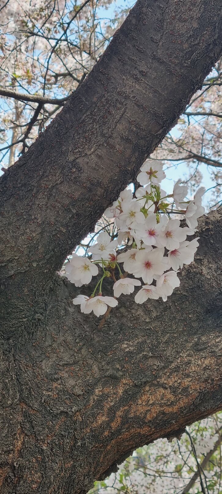 안양천 벚꽃 축제