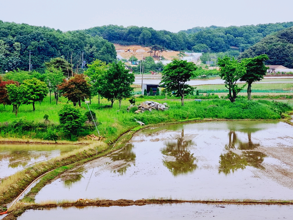 김포 가혜리카페: 또 가고 싶은 자연 속 브런치카페&amp;#44; 리뷰이벤트&amp;#44; 평화누리길
