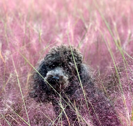허브 아일랜드 핑크뮬리축제