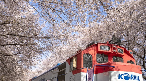 진해군항제 벚꽃 축제