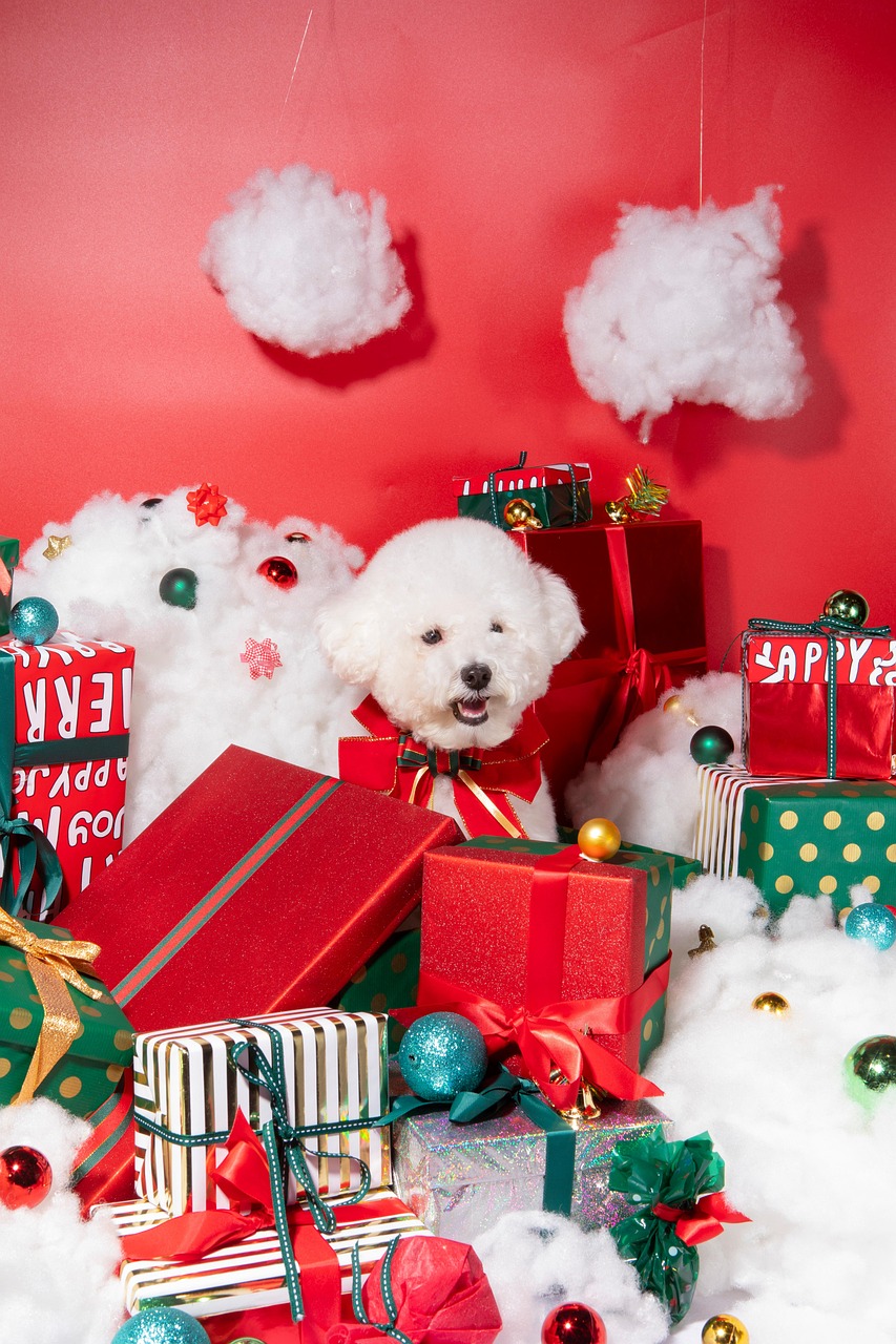 구름 강아지 비숑 사진