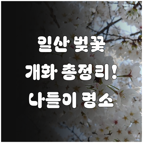고양시 일산서구 벚꽃 개화 시기 안내..