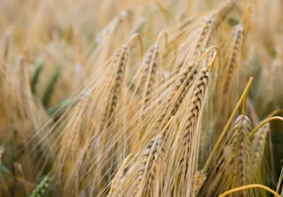 양곡법이란 양곡법 개정안 거부 이유 쟁점 내용 뜻