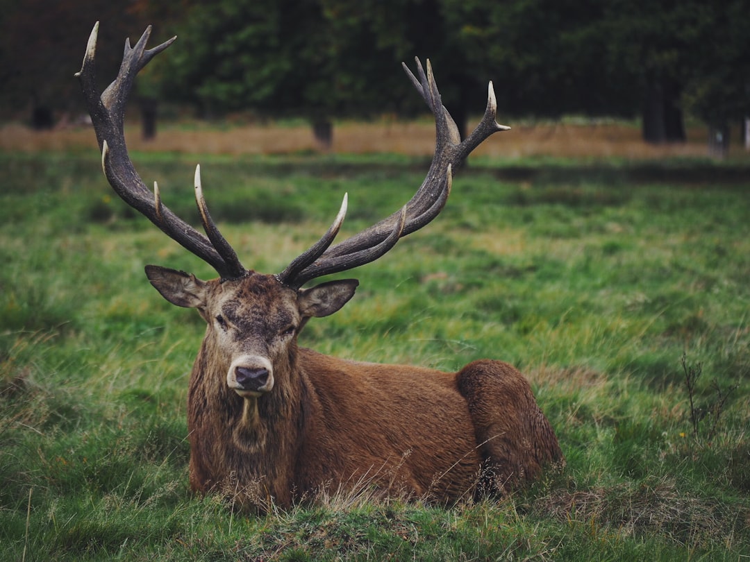 'Deer antler'