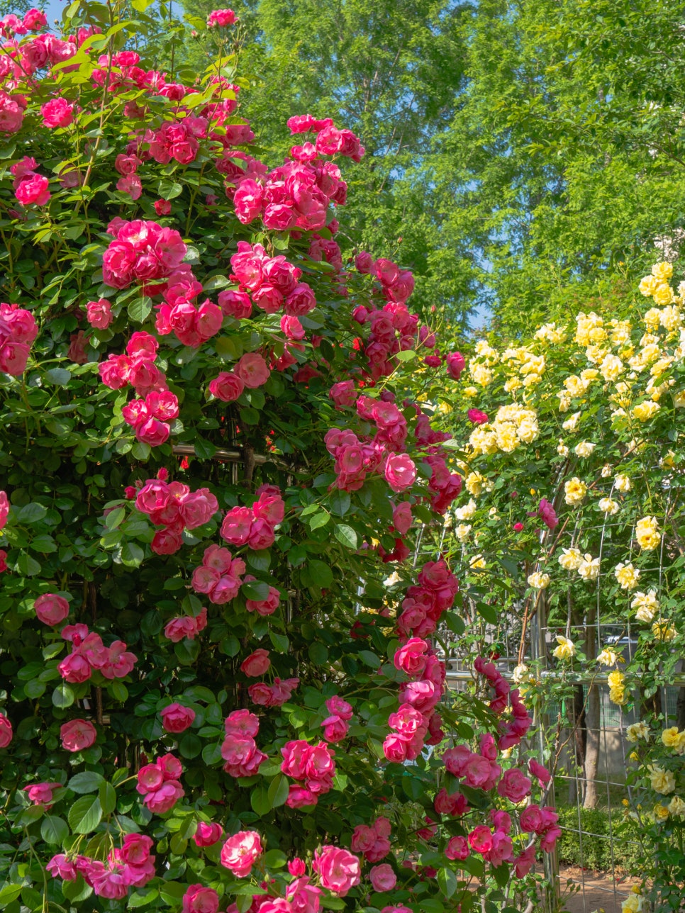 부산 정관 윗골공원