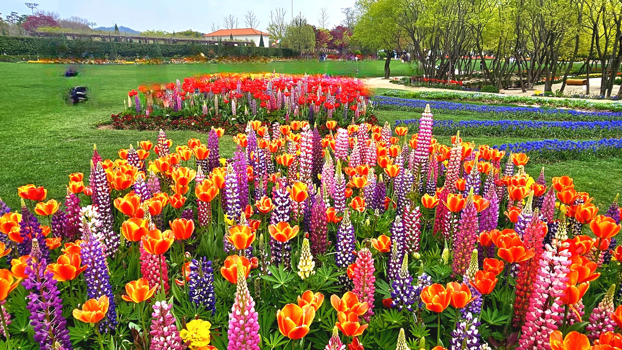 순천만국가정원 봄 28만 평 봄꽃 명소