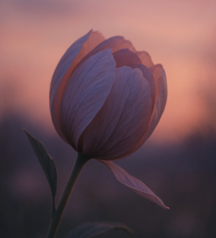 잠꾸러기 꽃이 전하는 또 다른 이야기, 가련함