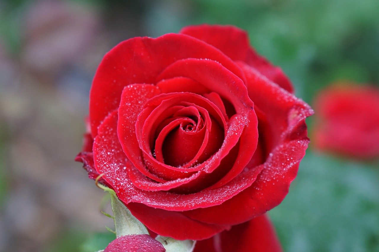 부천 백만송이장미축제