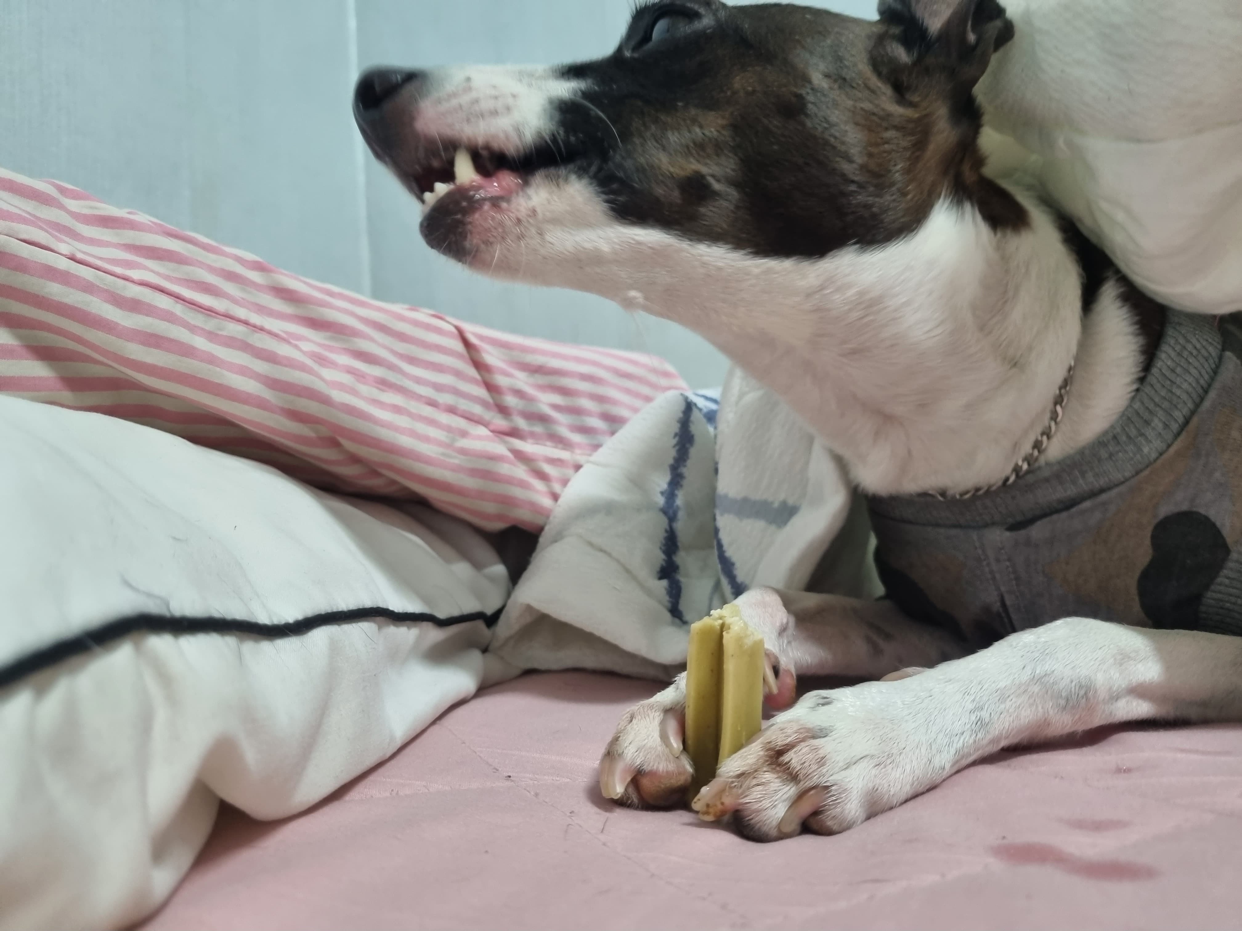 강아지의 스트레스 관리: 행복한 생활을 위한 보호자 역할