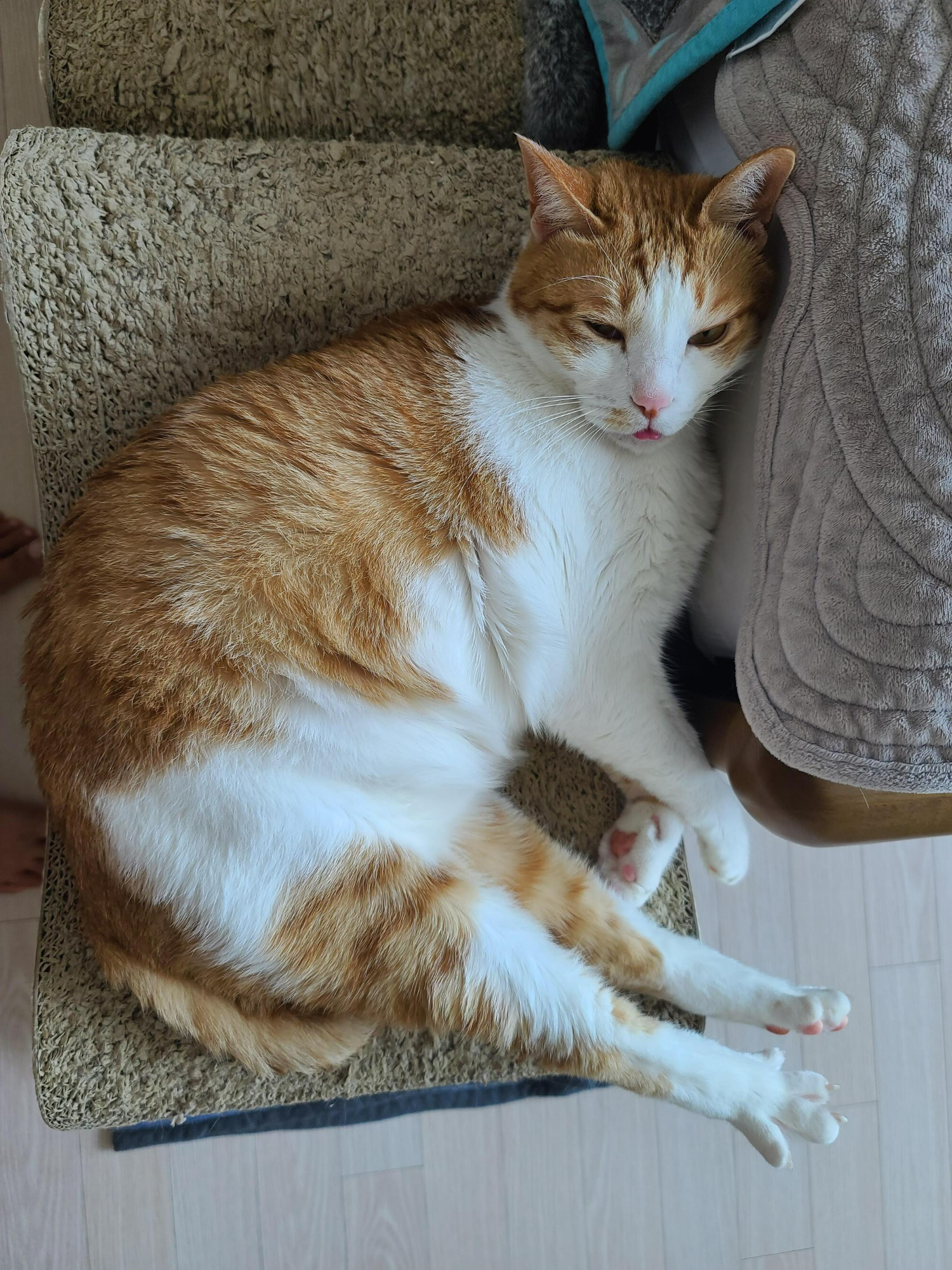 소심한 고양이에게 중2병이 오면..