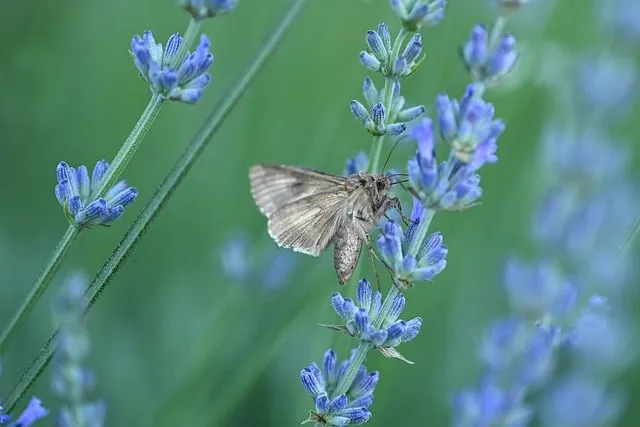 텃밭 가꾸기 모종 선택 파종 시기 물주기 비료 초보 가이드_5
