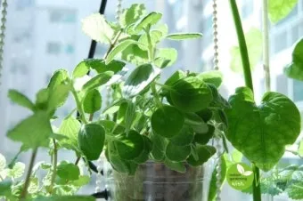 장미 재배 전정 시기 병해 예방 풍성한 개화_9