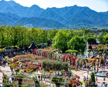 곡성 장미축제_32