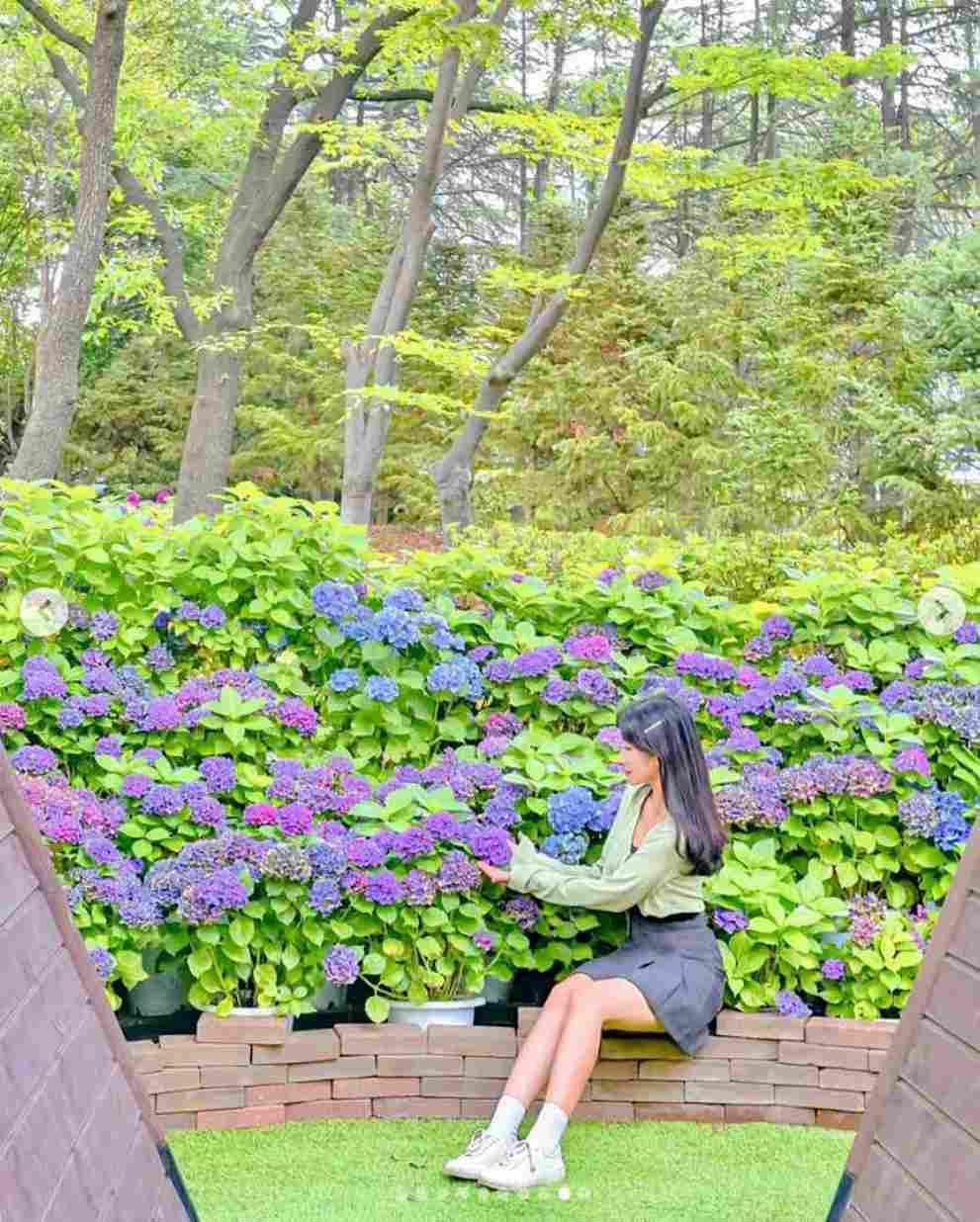 이월드 수국 포레스트 가든