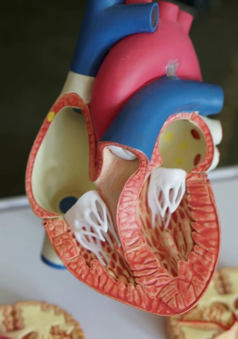 저혈압 원인 증상