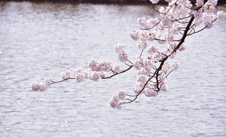 야마카타벚꽃-이미지출처-japan-travel