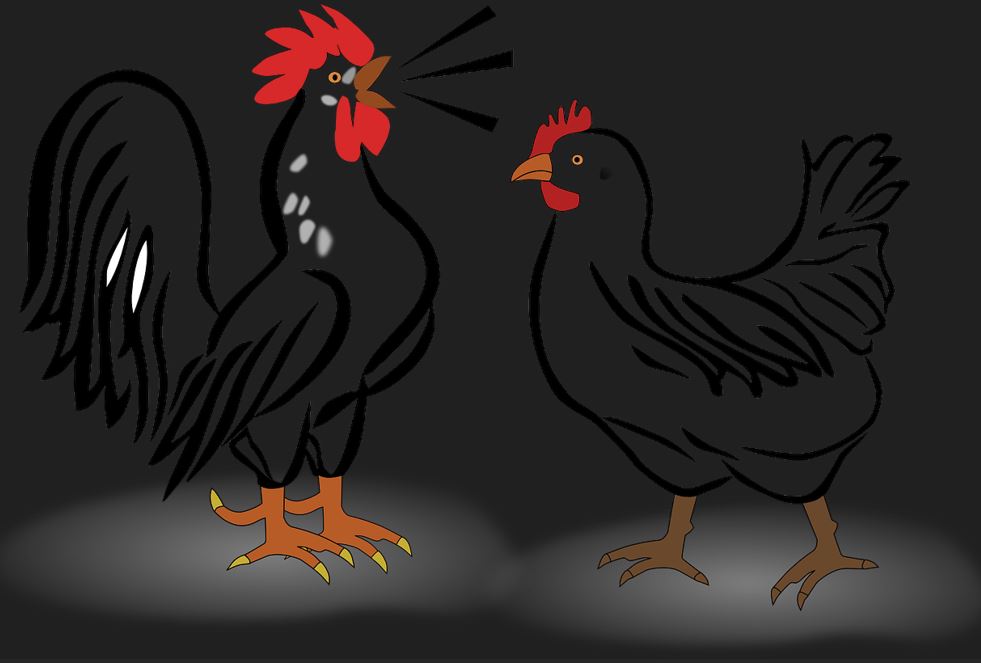 2026년 닭띠 운세 총정리|재물운·직장운·인간관계운 완벽 해석