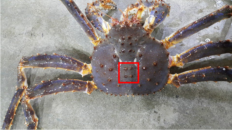 레드킹크랩 블루킹크랩 차이