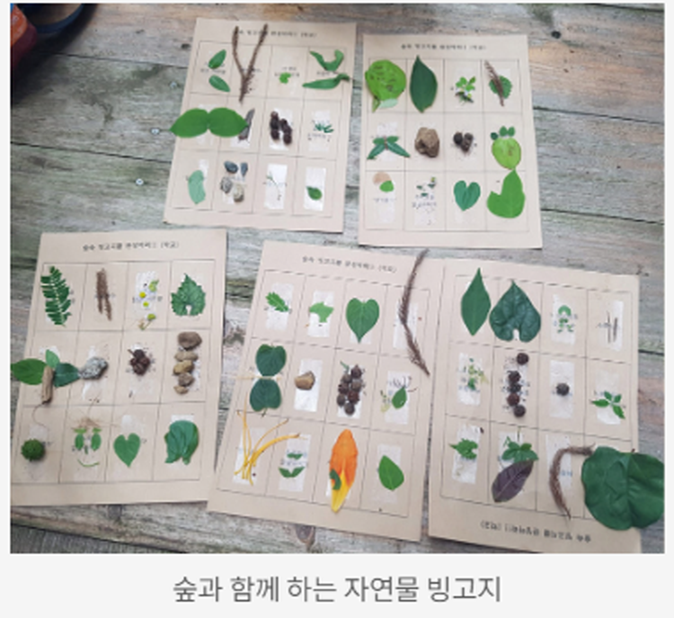 장흥 우드랜드 편백숲