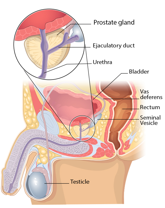 prostate