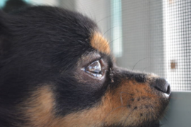 개가 눈물을 흘리고 있다