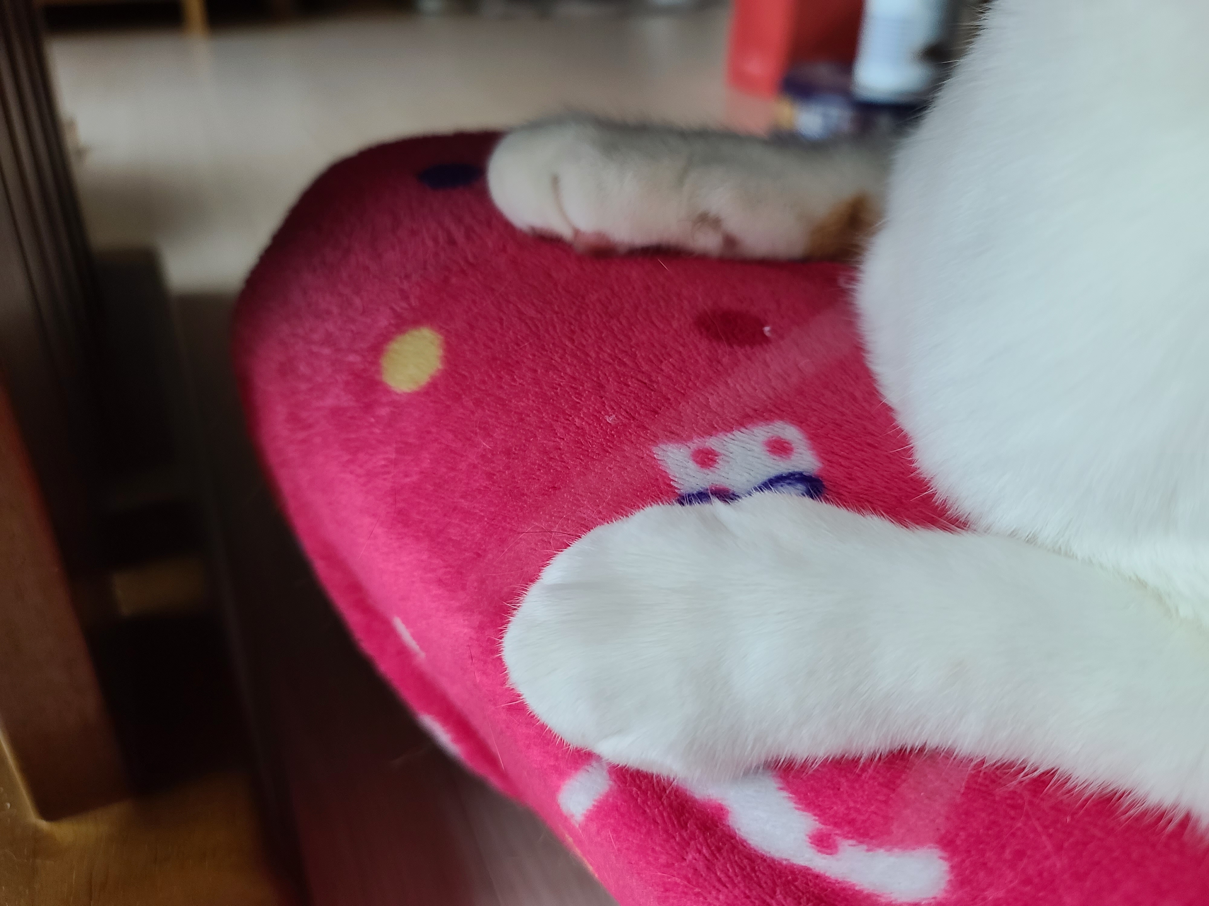 엄마 집사 무릎위 치즈냥이들 (feat. 무릎냥이들)