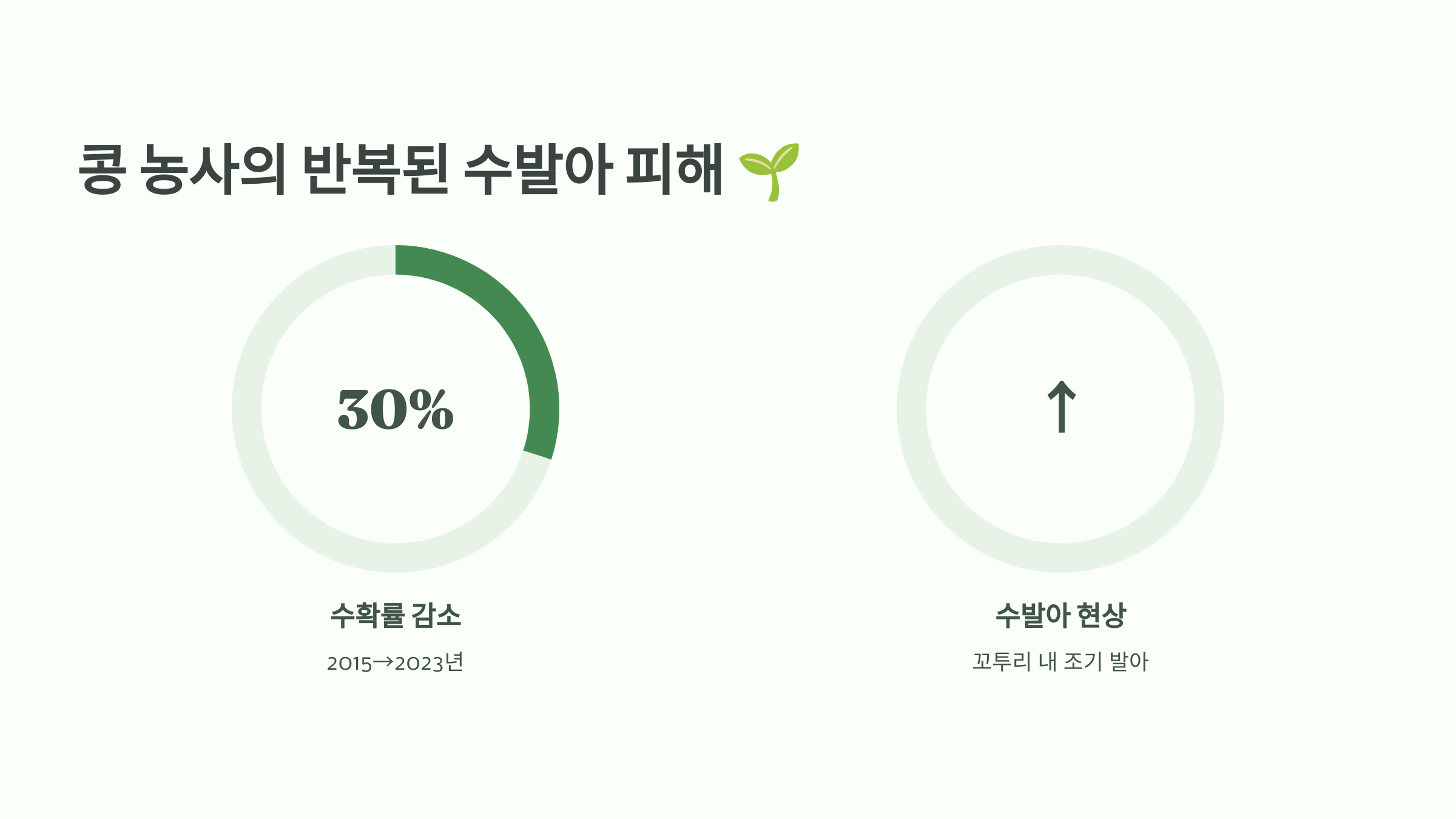 콩 농사의 반복된 수발아 피해