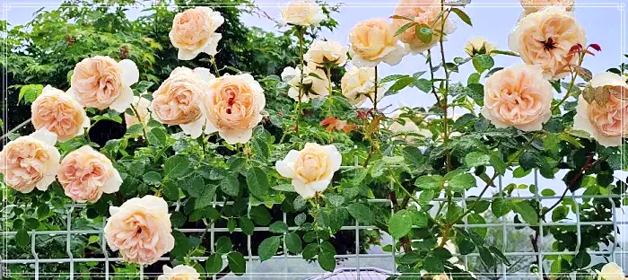 생방송 오늘저녁 논산 장미 정원, 230종 야생화, 식물원 카페, 직접키운 와송, 아로니아 스무디 맛집