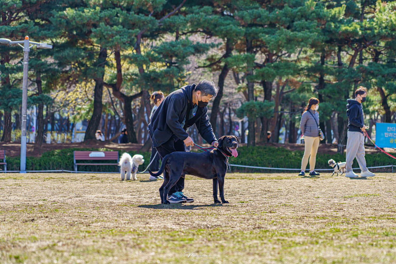 중앙공원 애견운동장