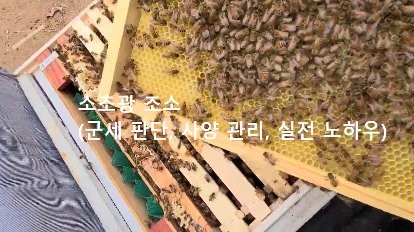 소초광 조소 (군세 판단, 사양 관리, 실전 노하우)