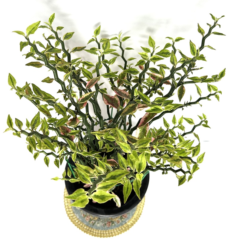 천국의계단 다육식물 키우기 키우는법