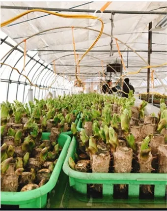 두릅 재배 순 수확 시기 가지치기 겨울 보온_6