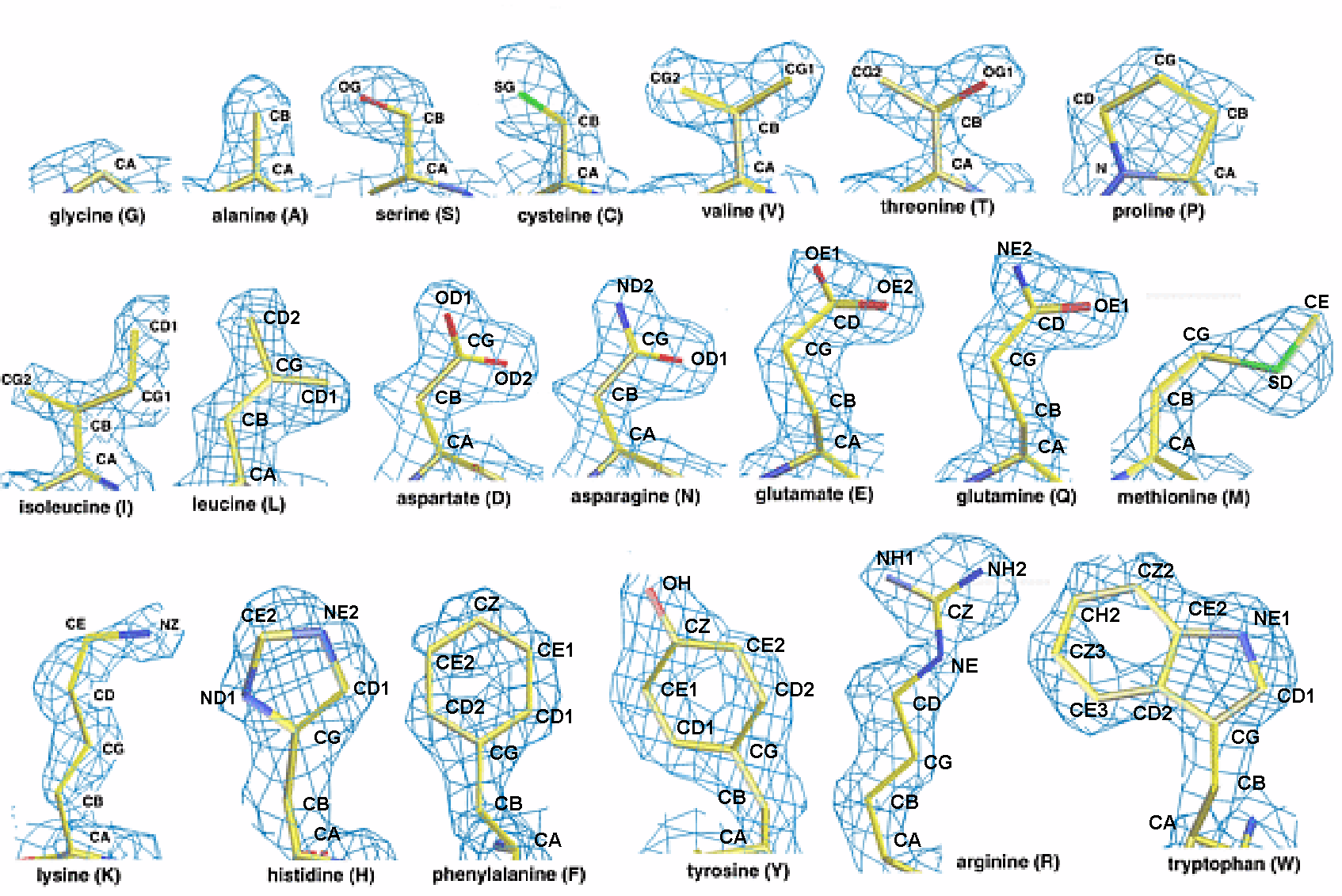 EAA의 조합에는 Leucine, Isoleucine, Valine(BCAA 구성 아미노산)을 포함하여 Histidine, Lysine, Methionine, Phenylalanine, Threonine, Tryptophan까지 총 9종이 들어간다.