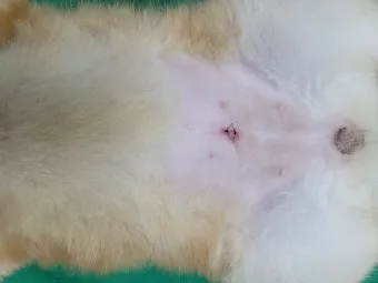 강아지 백내장 수술비용 현실 증상 예방법 보호자 가이드 정리_21