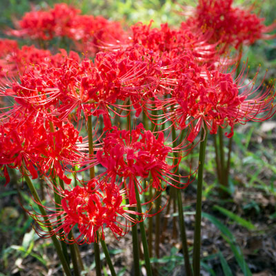 꽃무릇 (석산) Lycoris radiata (L&amp;#39;Her.) Herb. 1819