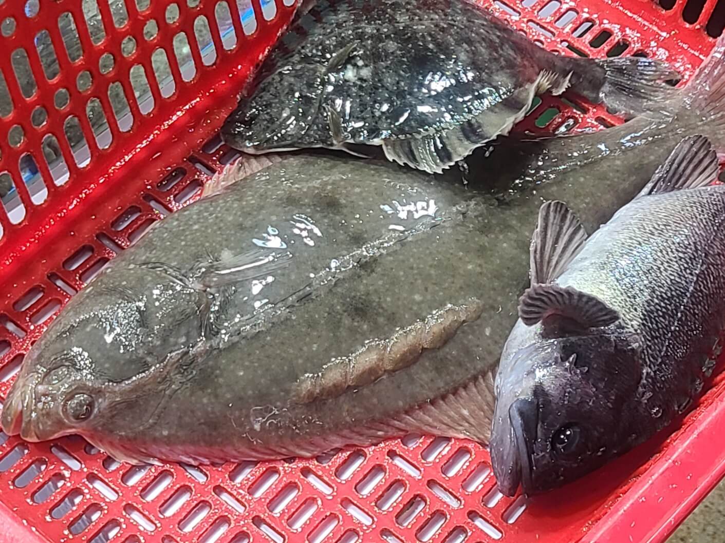 4월 제철회 돌도다리