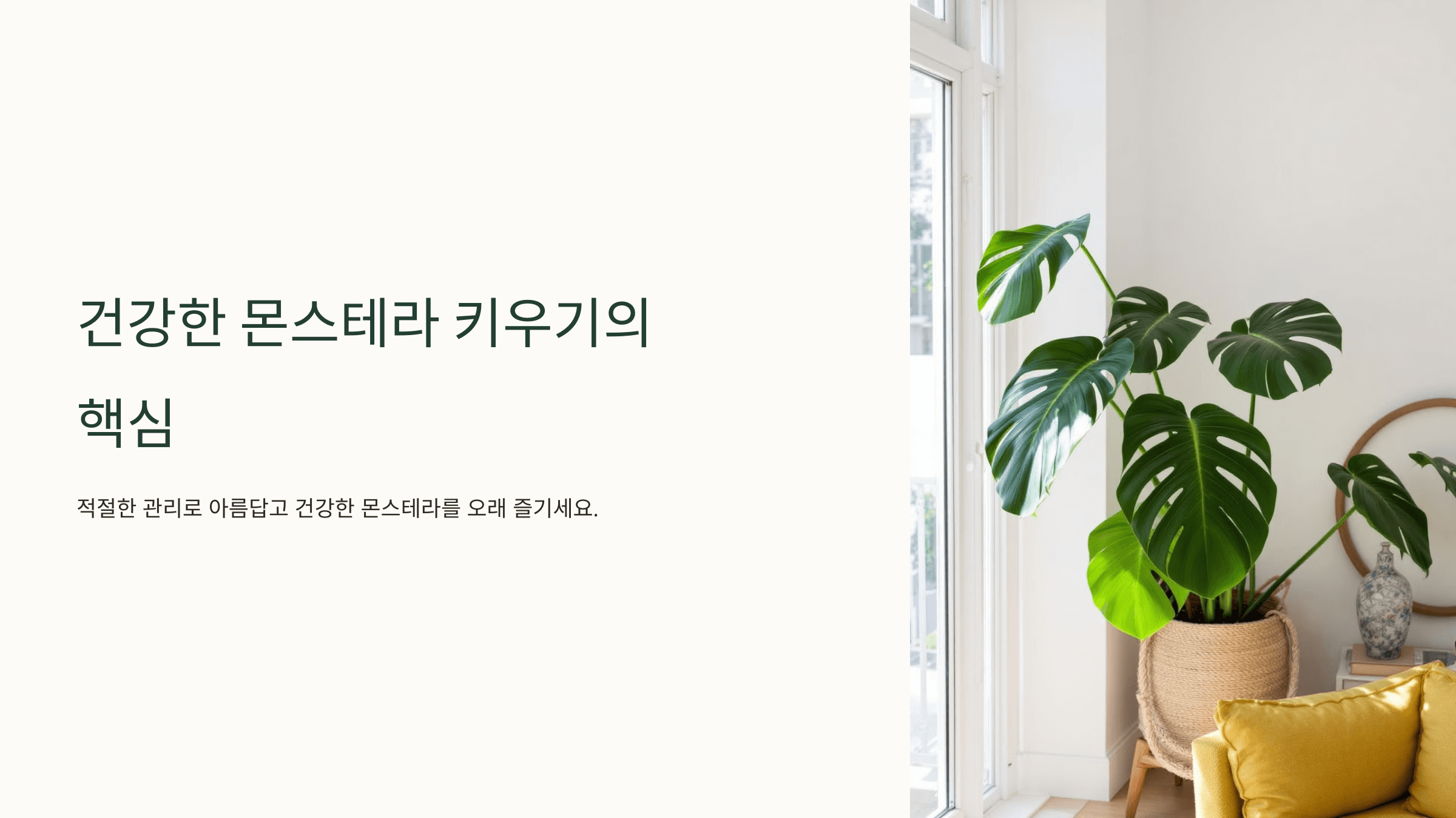 몬스테라와 관련된 사진입니다.