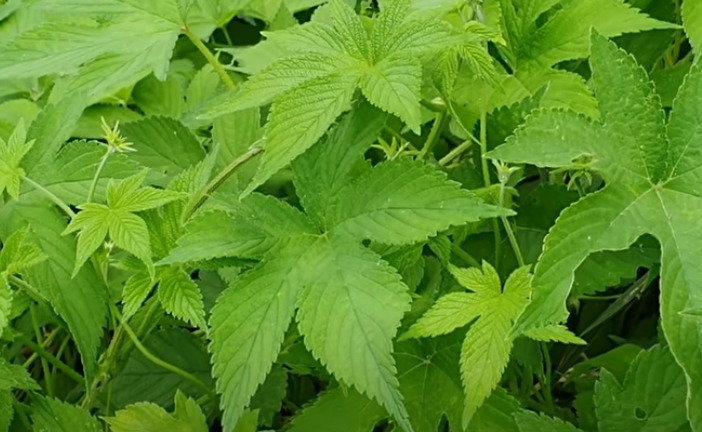 환삼덩굴 효능 먹는방법