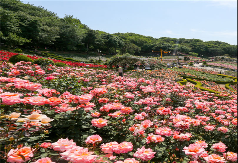 도당공원장미원 장미