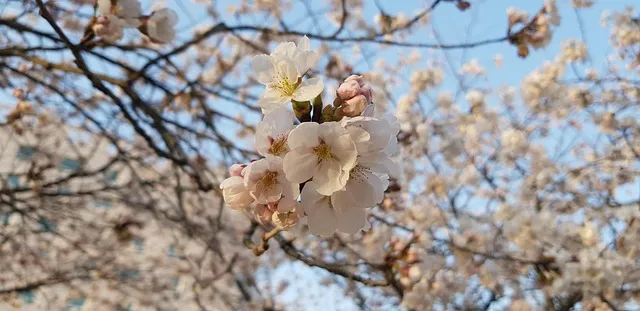 서울 벚꽃 명소 추천 베스트10_4
